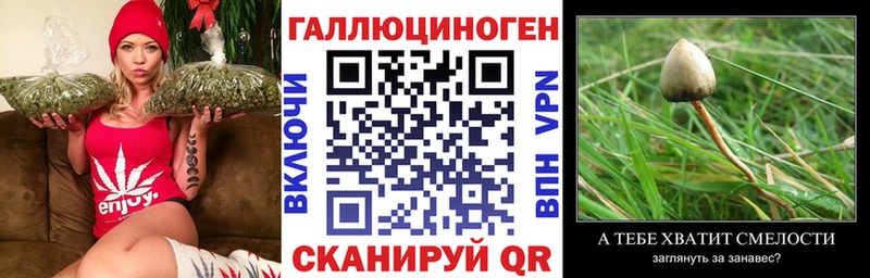 Галлюциногенные грибы Psilocybe  Кириши 
